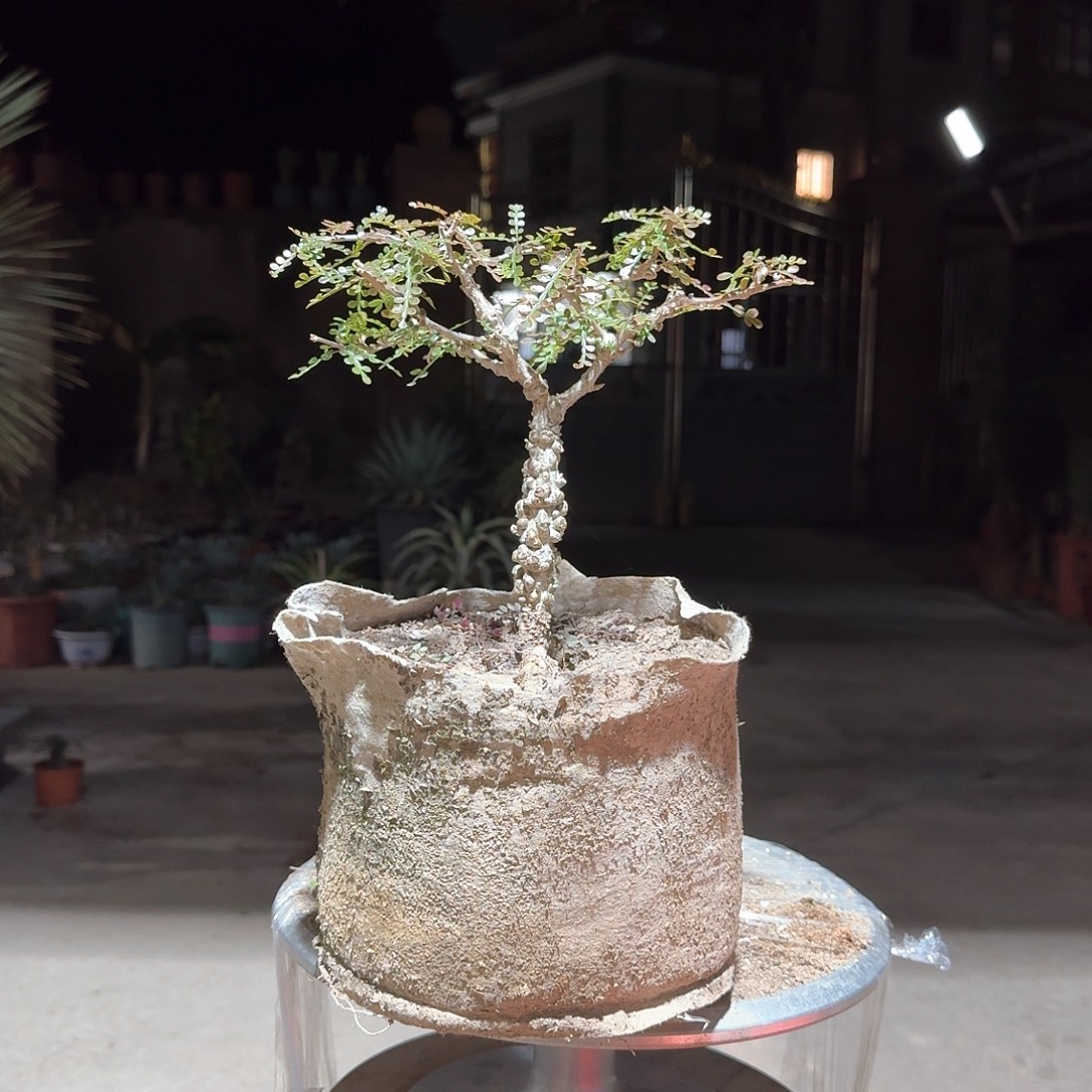尘***无花朵虚空藏龙舌兰一样