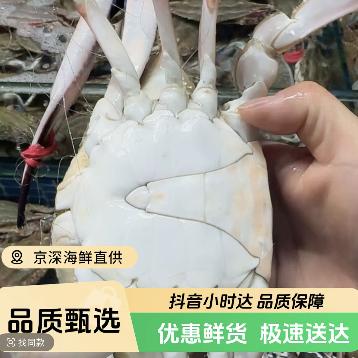 鲜活大公梭子蟹单只4-5两1斤2只2斤4-5只【保鲜不保活】