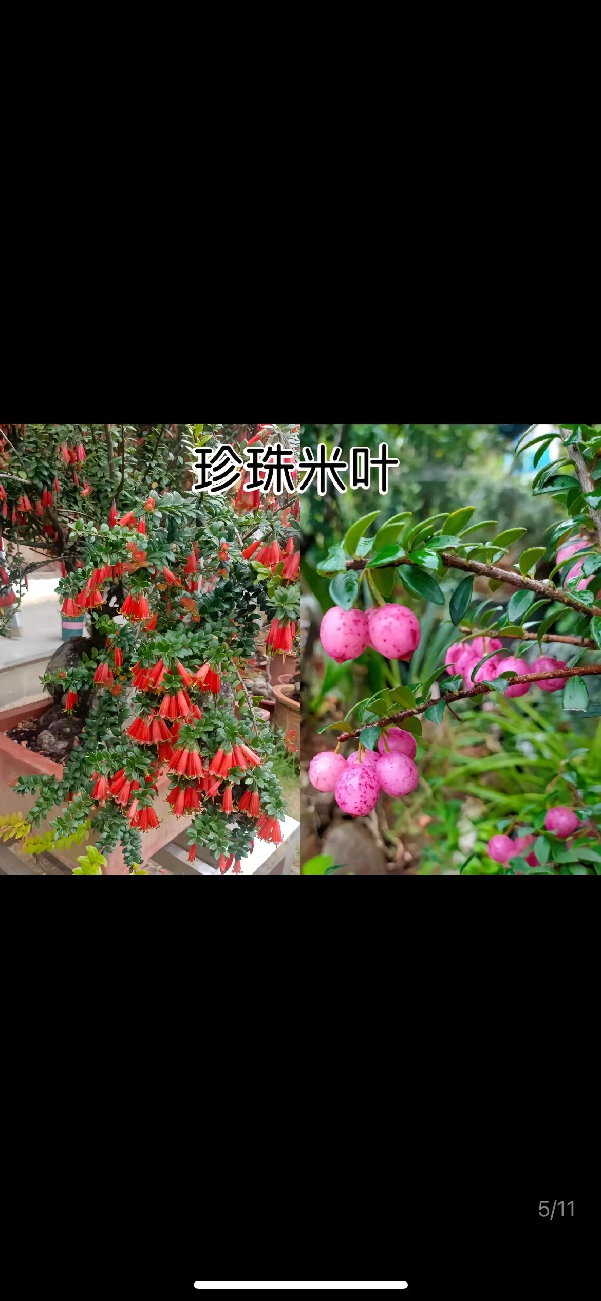 云南网红 树萝卜无翅梅【一物一拍】