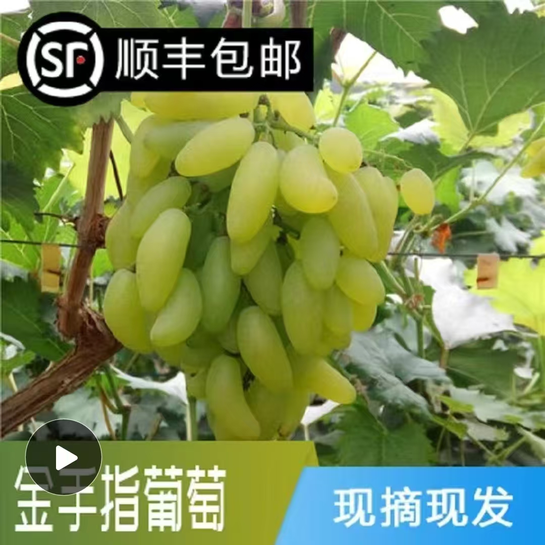 【张书记专属】新鲜采摘大泽山金手指葡萄马奶提子美人指浓郁香甜顺丰包邮山东省