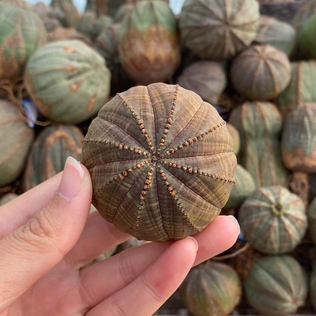 3布纹球精品一物一拍