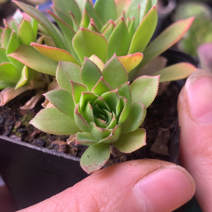 小***宝一物一拍墨情书侧牙108