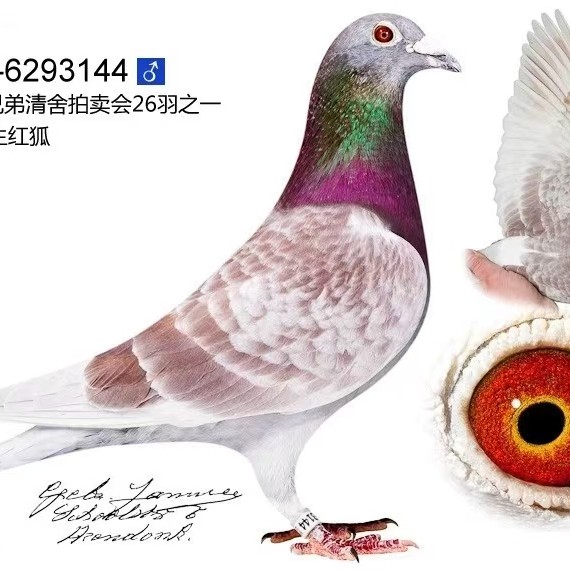 木材  赛鸽  种鸽  材料