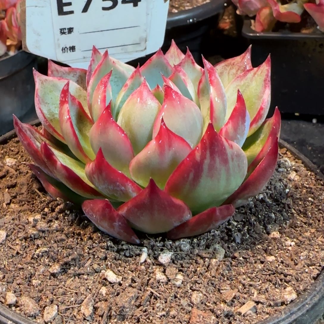 754 惊鸿一物一拍包装收缩花