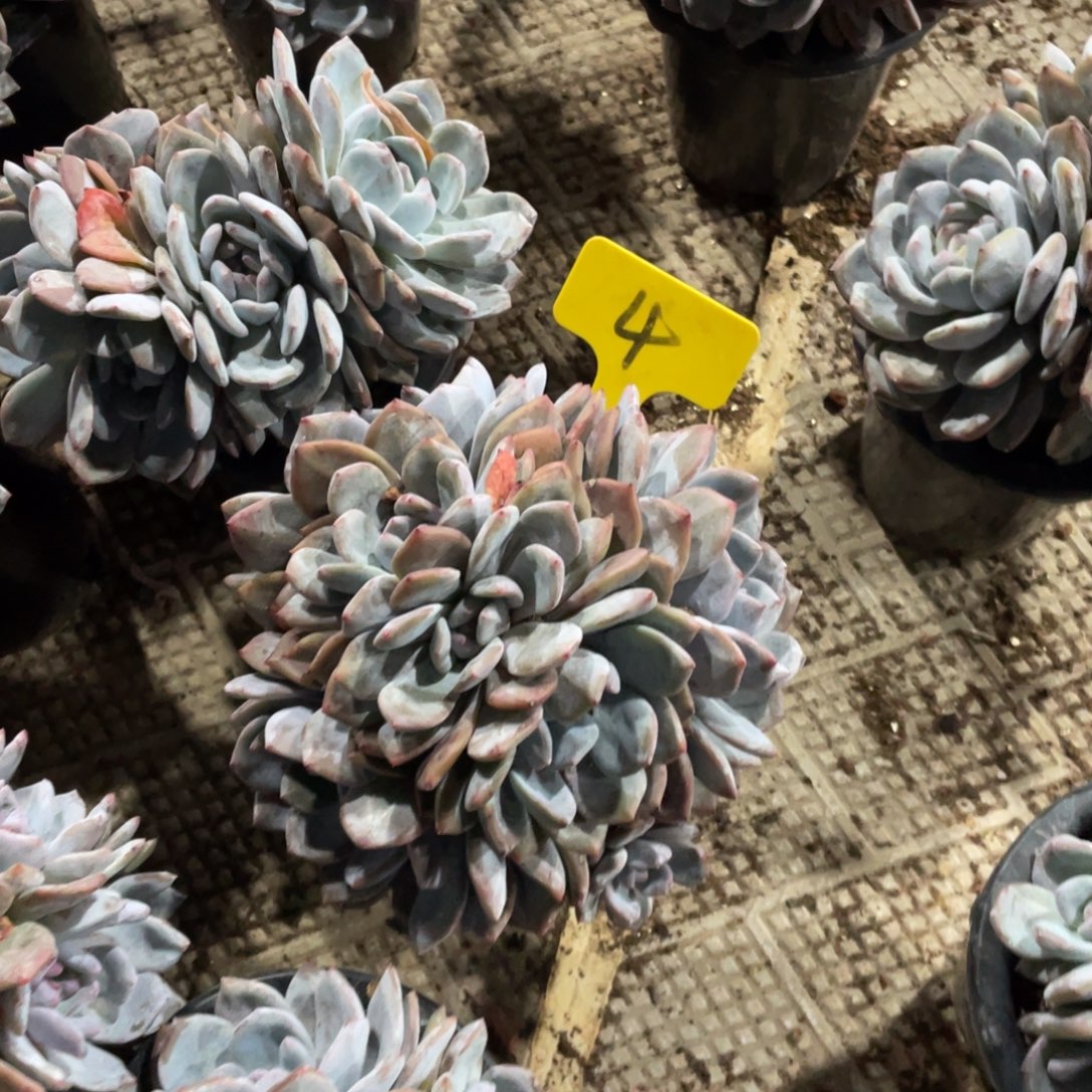 明***！星影缀化多头群生4