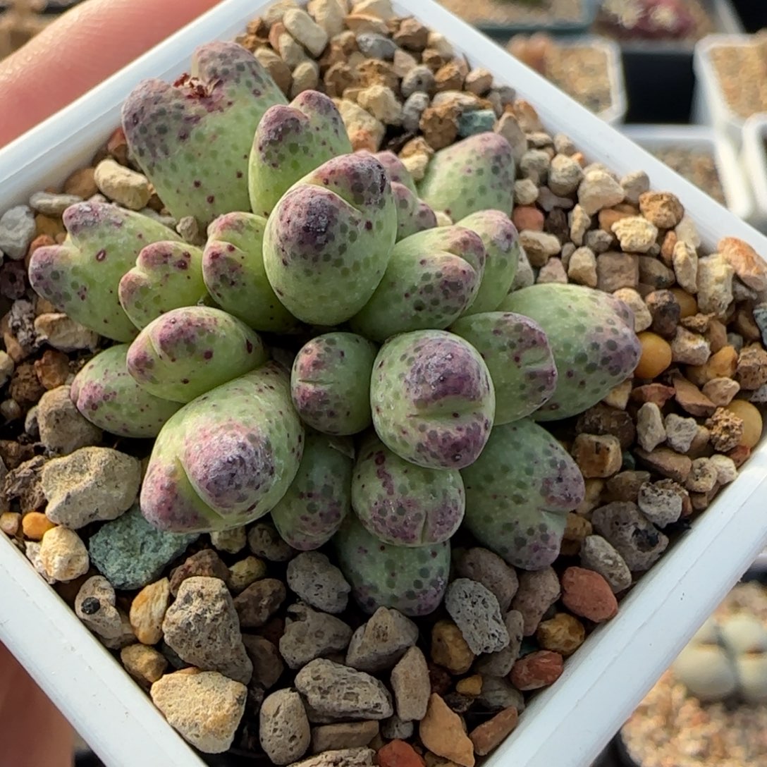 西***晨多肉植物草莓斑马母本漏106号