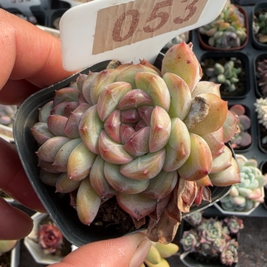 53玉笛多肉植物多