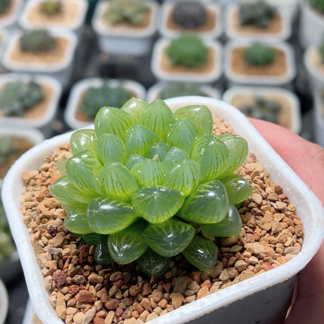 雪花玉露多肉植物