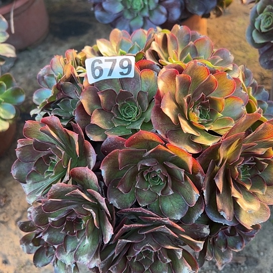 粽***玲多肉植物一个美金679