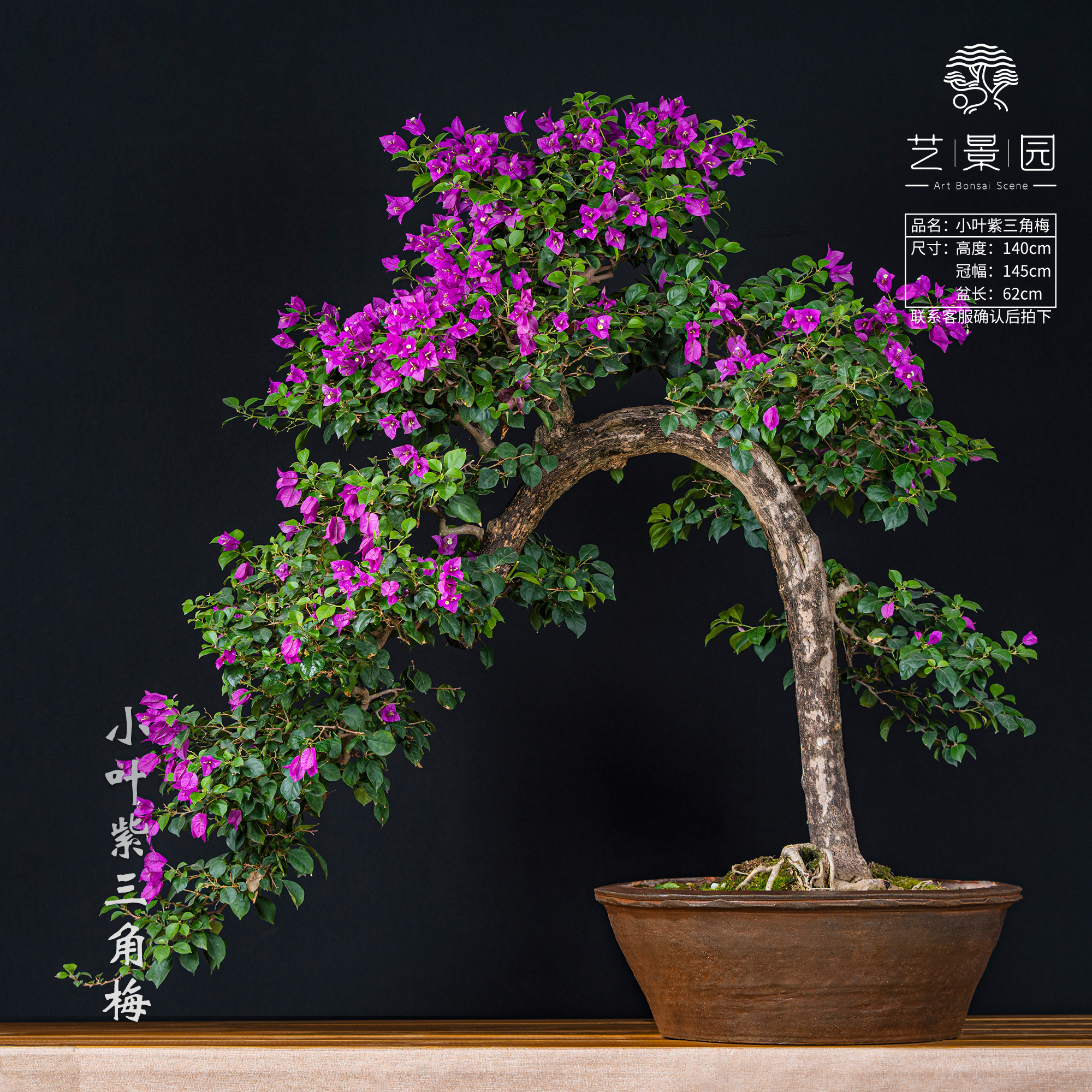 【艺景园·世农】通用链接一物一拍精品高端盆景艺术三角梅（3280）