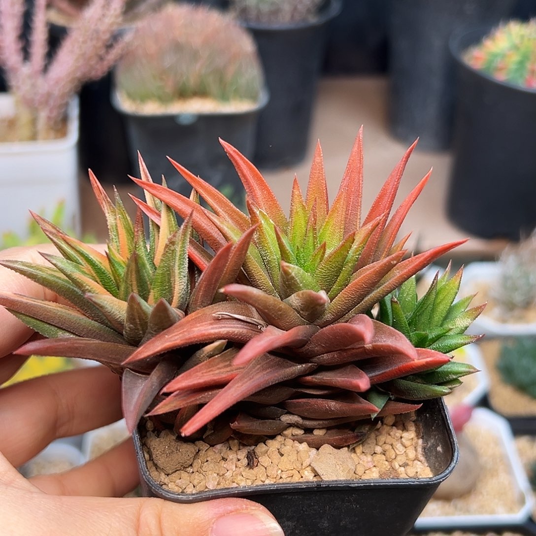 象牙塔锦一颗母本群