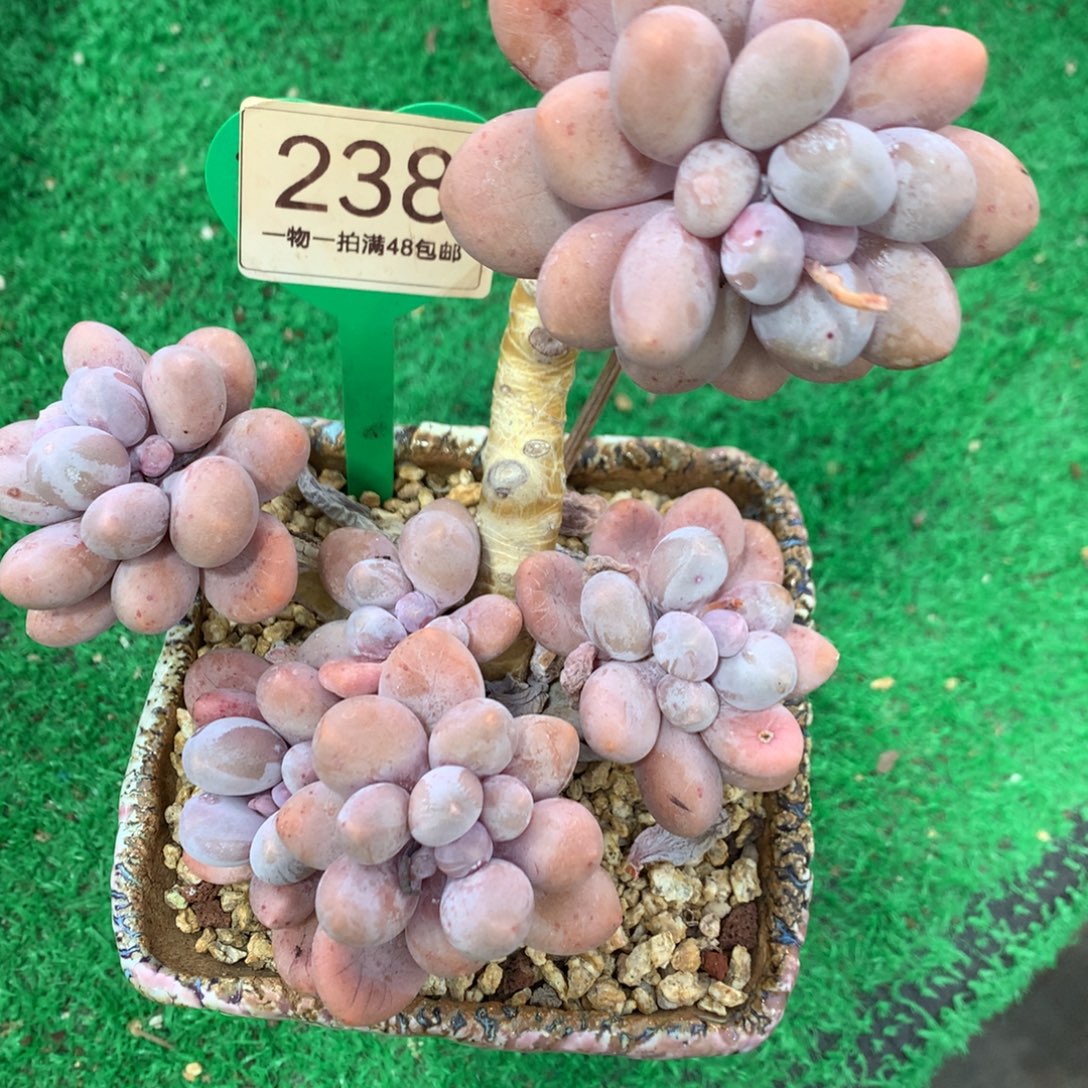 奶酪体汤圆开播福利