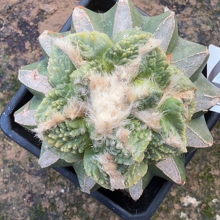 无花朵287哥龟牡丹锦东八