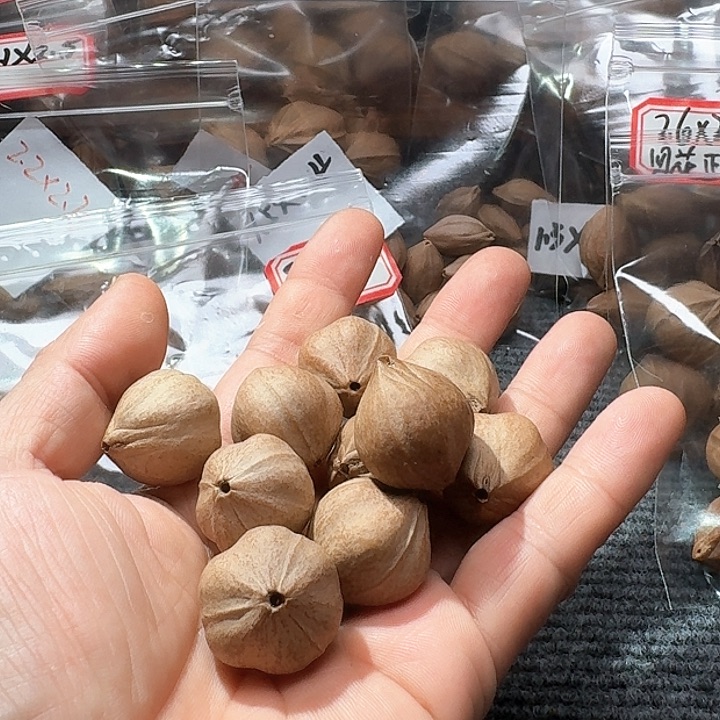 吊坠橄榄核白****62.3❌2.6