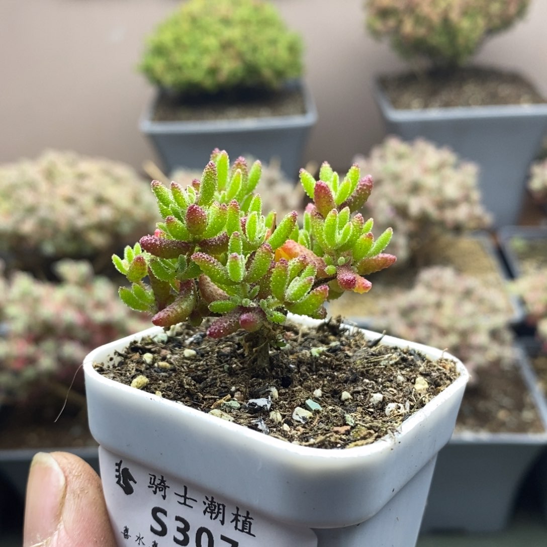 3070红麒麟枝干番杏