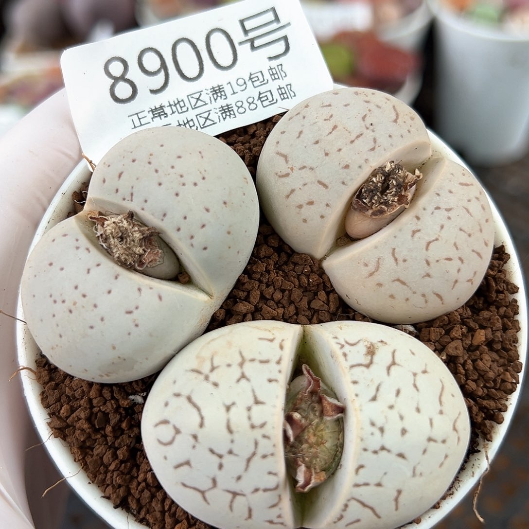 好养易活生石花大母本8900