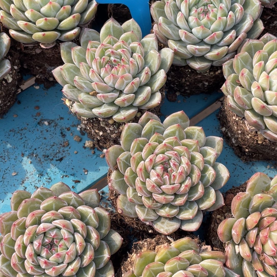 1202-6-雪花珍妮单头全暗纹