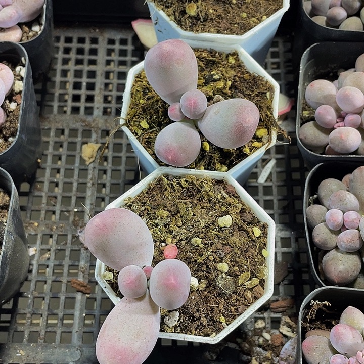 八角盆米可奶带盆土发