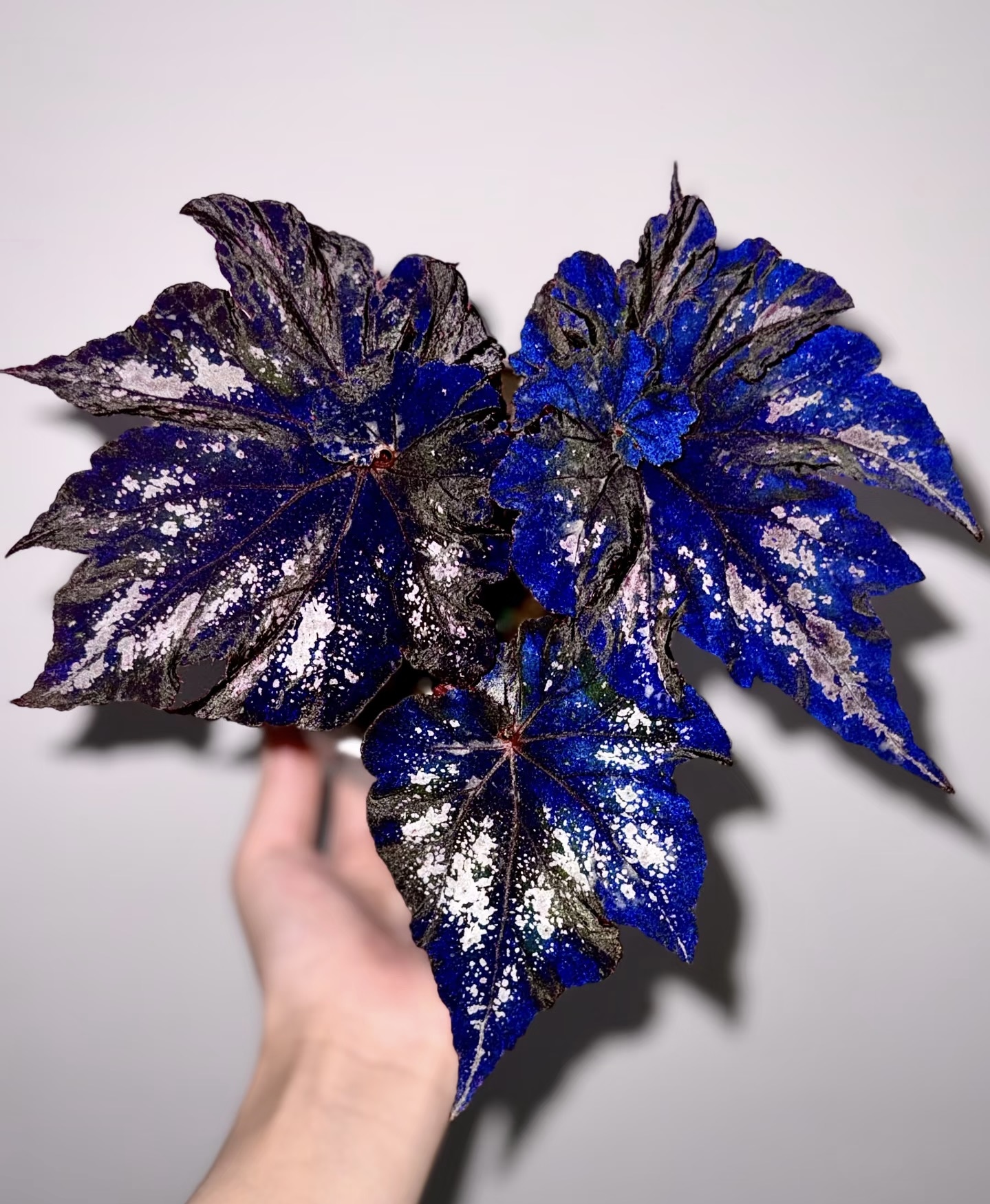 一号秋海棠室内阳台庭院耐荫植物色彩变化丰富