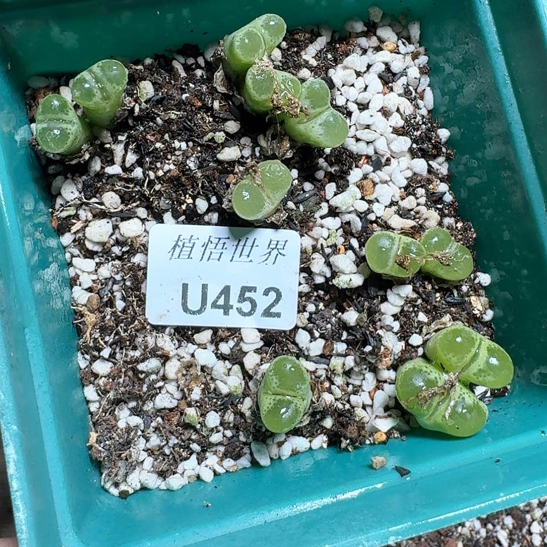 452号多肉植物哇f c g