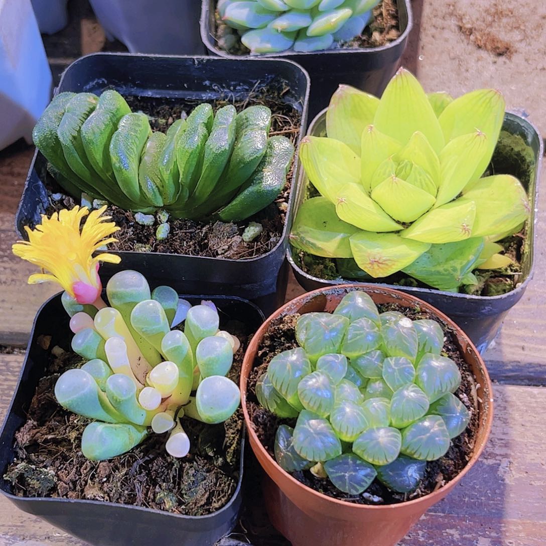 玉扇 黄金雨露 姬雨露 五十铃锦