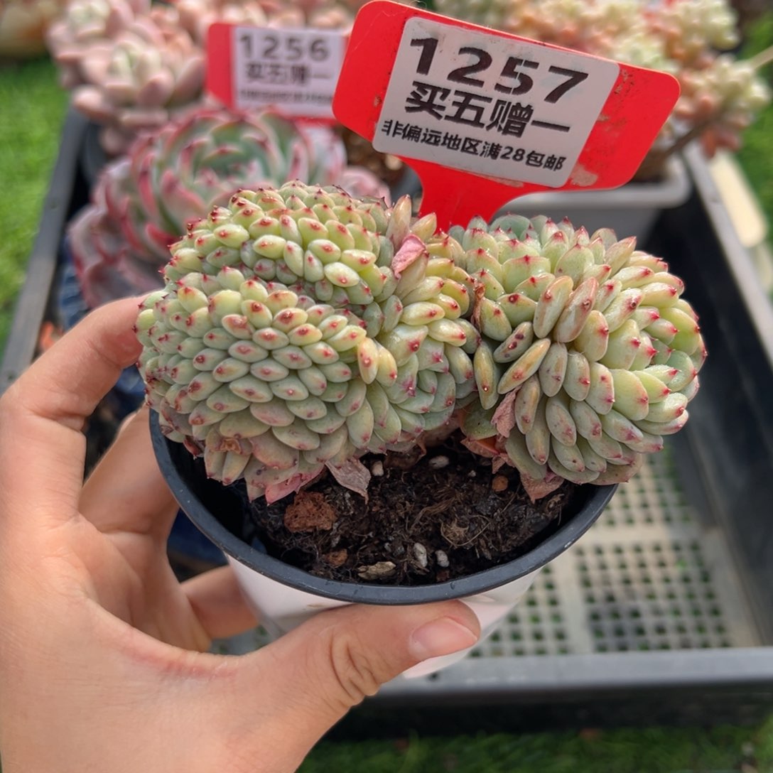 表妹精品多肉1257.