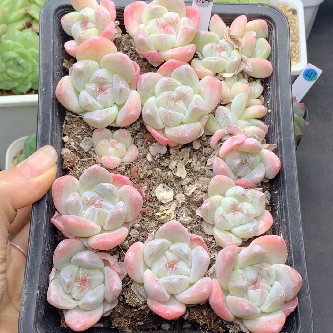 58包邮  群生不包整304