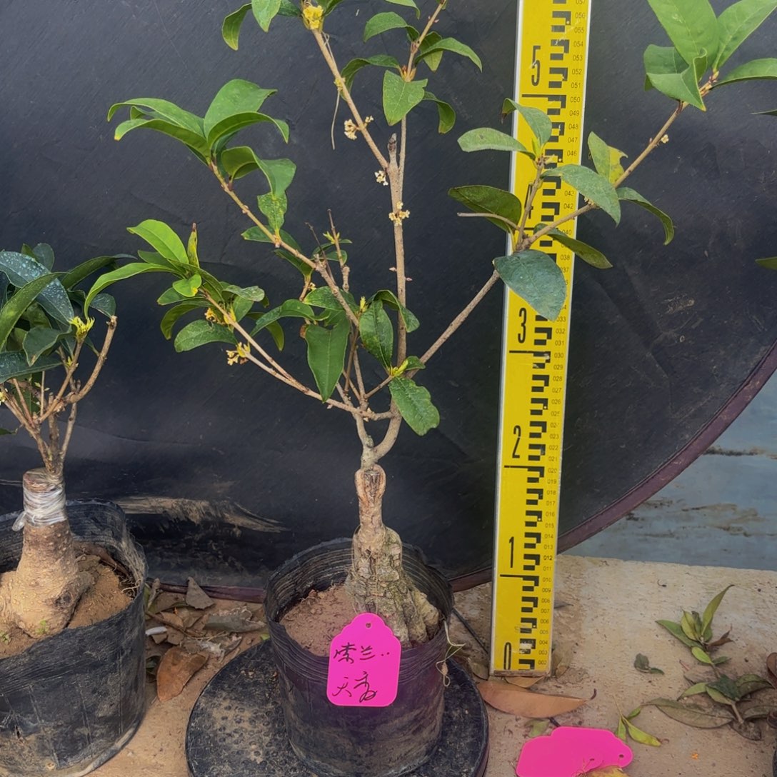 索***饽完全开放天香11111111