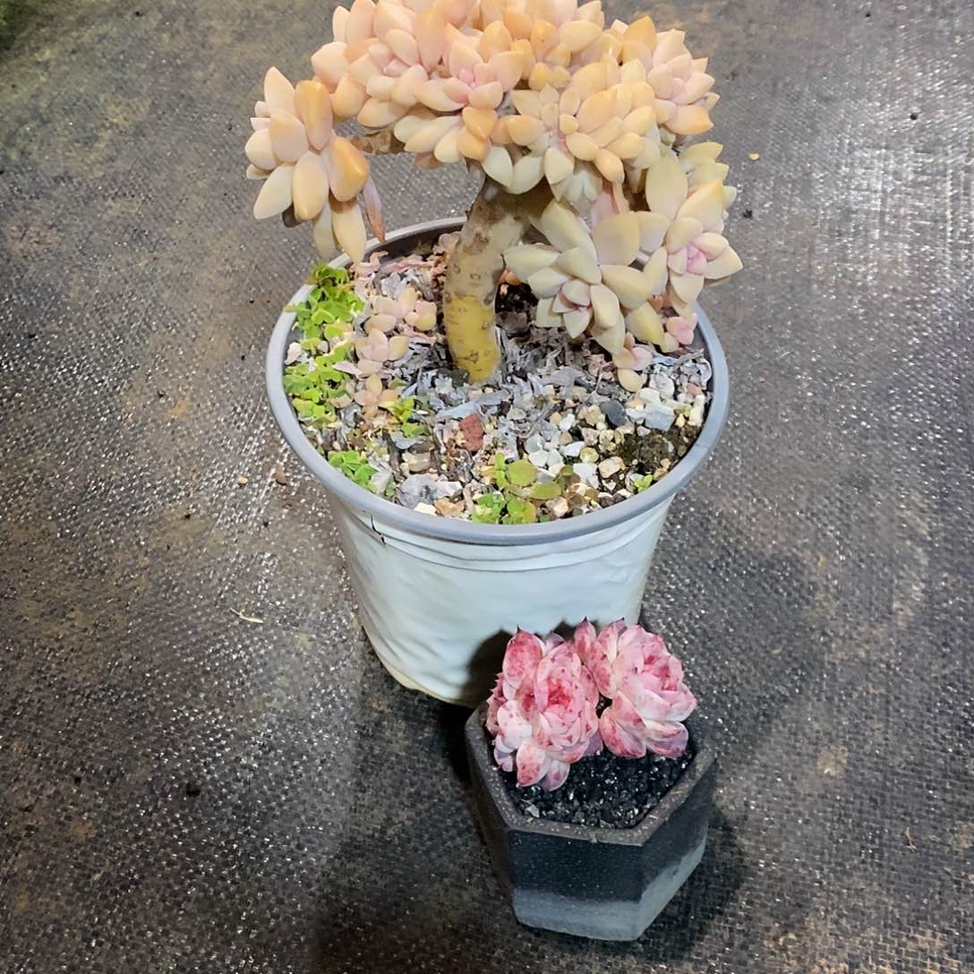 淡雪朵朵缀天鹅绒