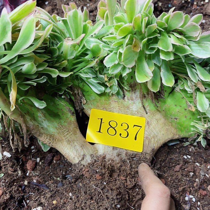 多肉植物福利来1837