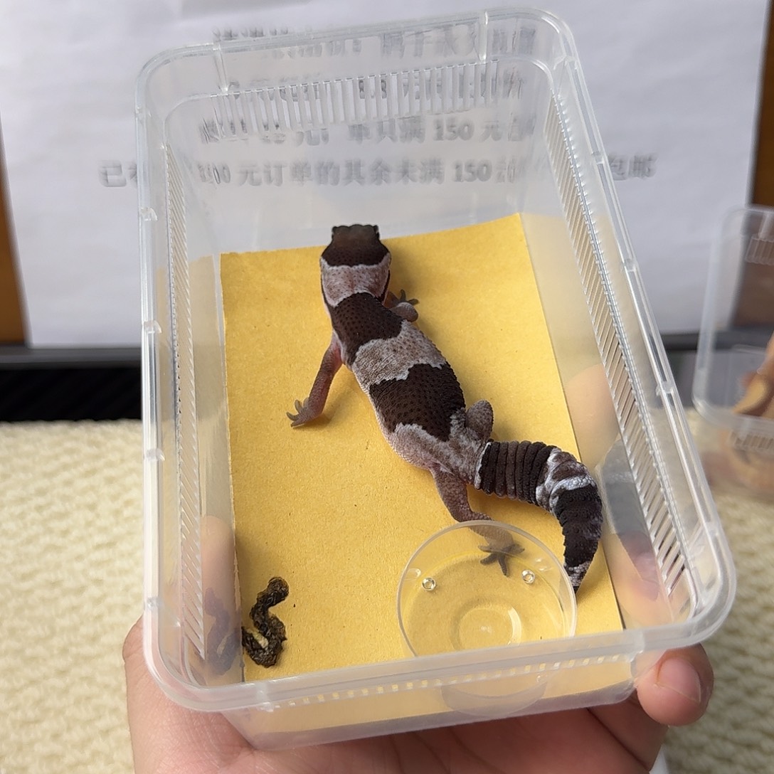 肥尾守宫奥利奥妹妹
