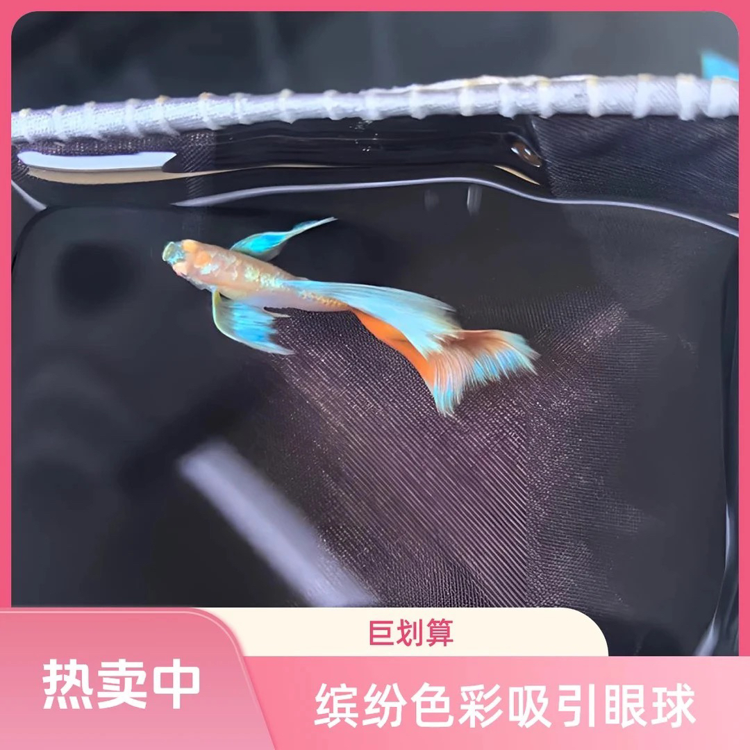 火烧云飞船亚成(一公一母)两小时内拿货发开箱视频报损入缸不包