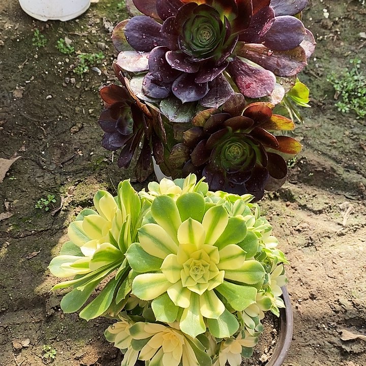 1722黑牡丹辛尼亚2颗不周正处理无售后