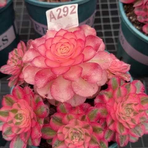 292倾城朵朵18厘米左右