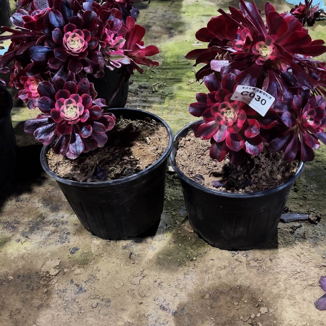 多肉030美杜莎法师两棵，都有断枝的