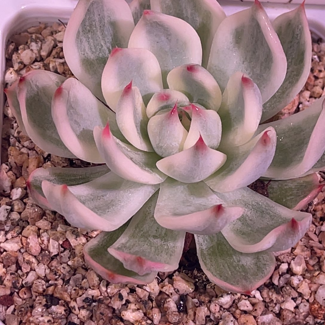 尚品特价吉娃娃锦