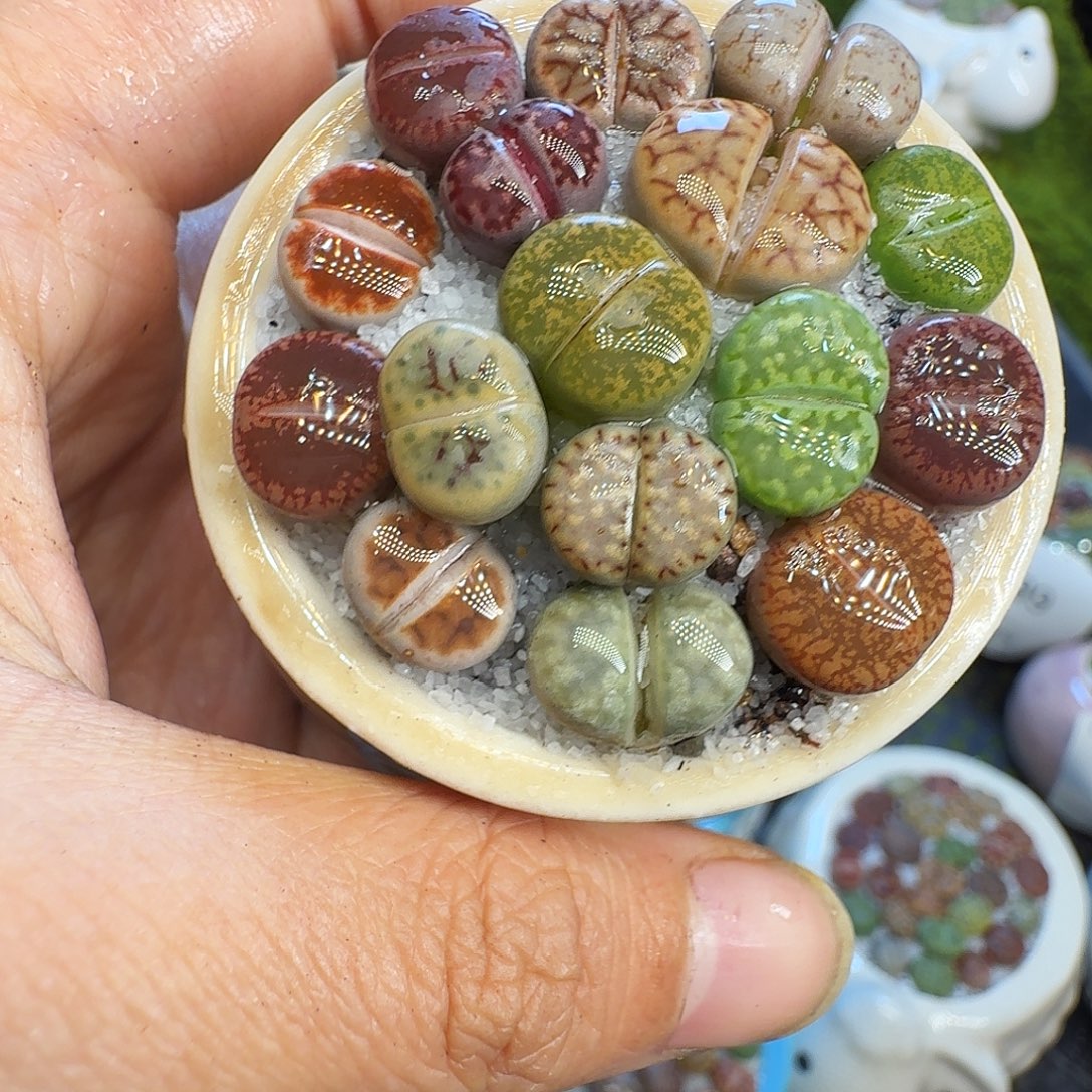 多肉植物福利冲686