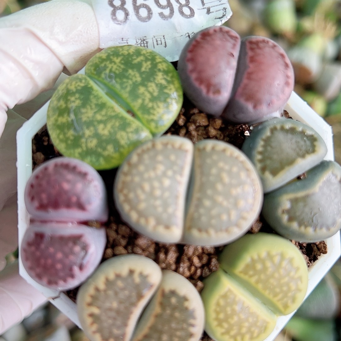 8698 好养易活生石花大母本