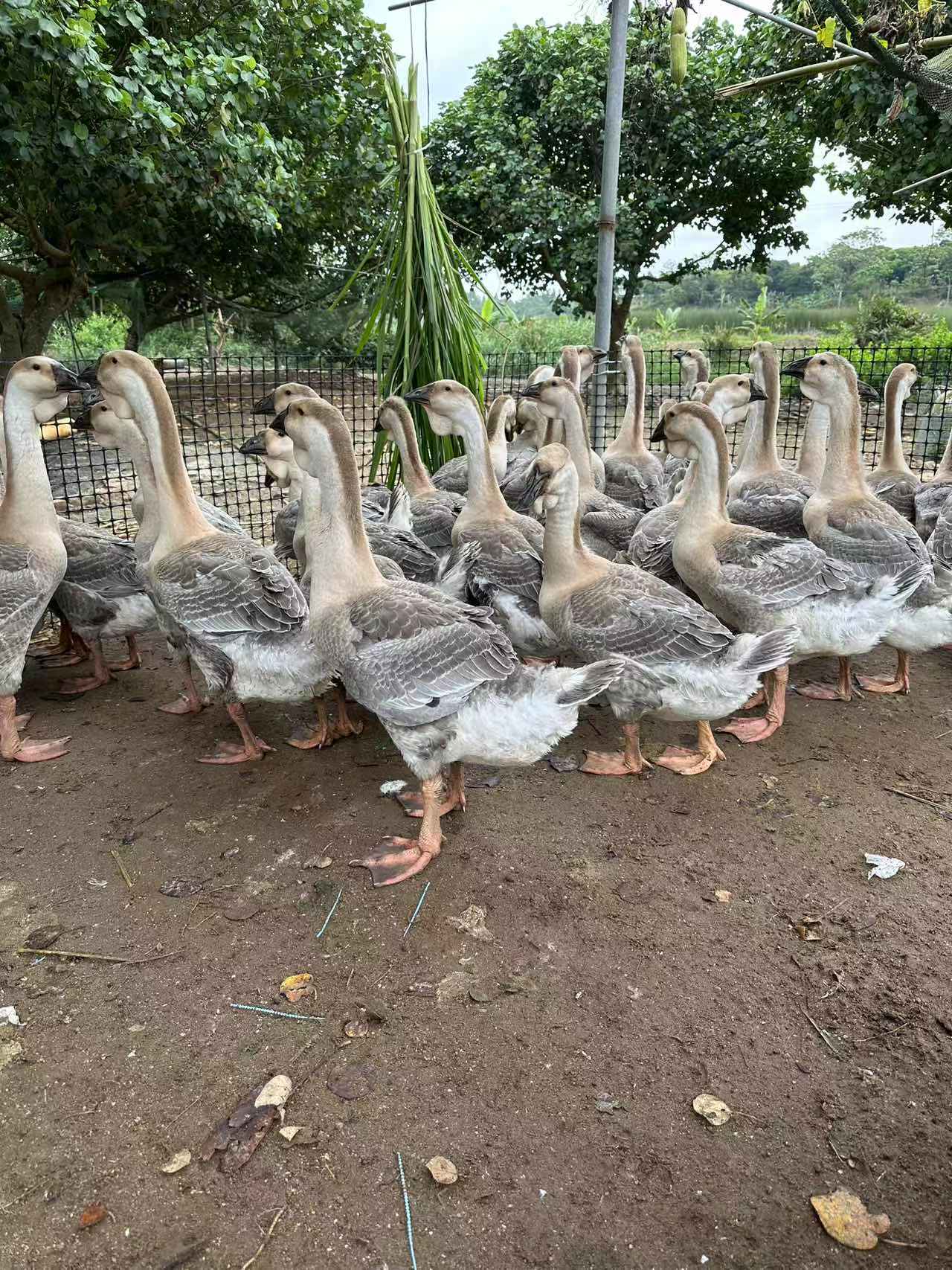 湛江华记狮头鹅鲜活鹅肉8斤装