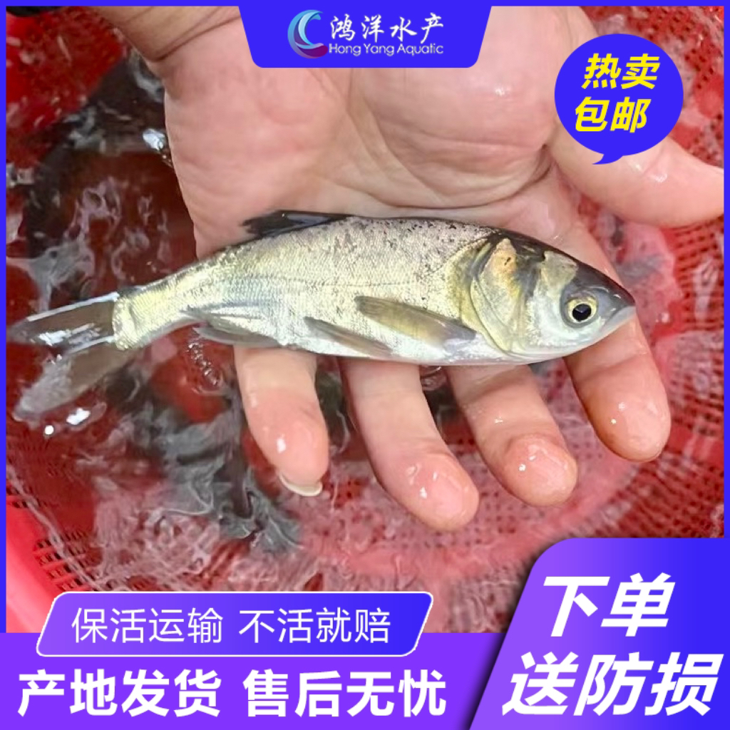 花鲢鱼冷水胖头鱼大头鱼宠物活体鲢鳙