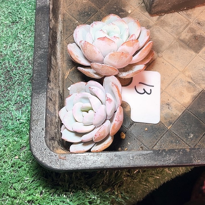 奶茶13号码牌子的话题