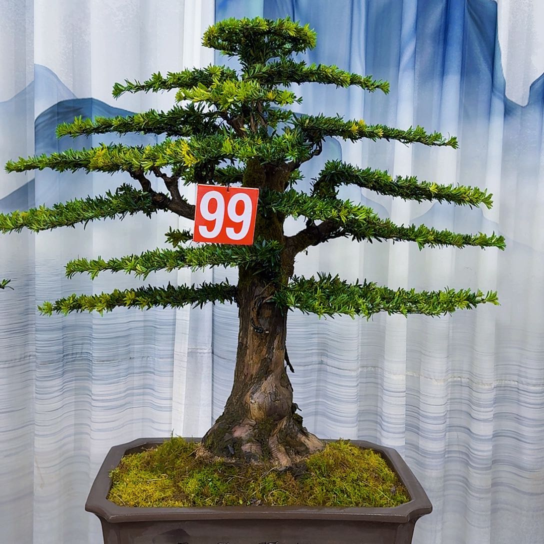 无花朵罗汉松一物一拍88888