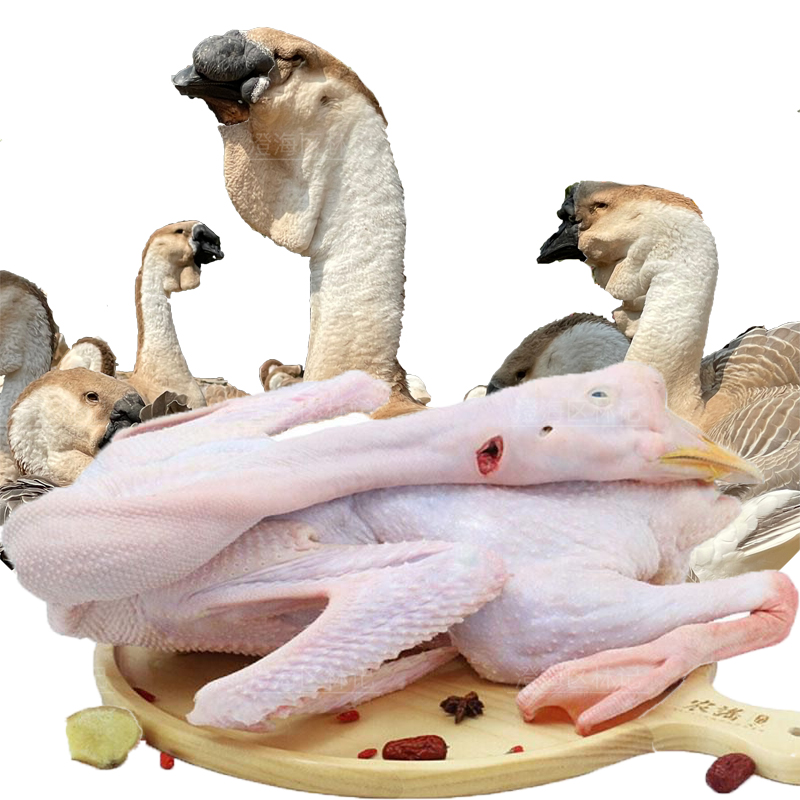 正宗狮头鹅澄海农村脱温刚出壳散养狮头鹅肉质鲜美顺丰发货预包装