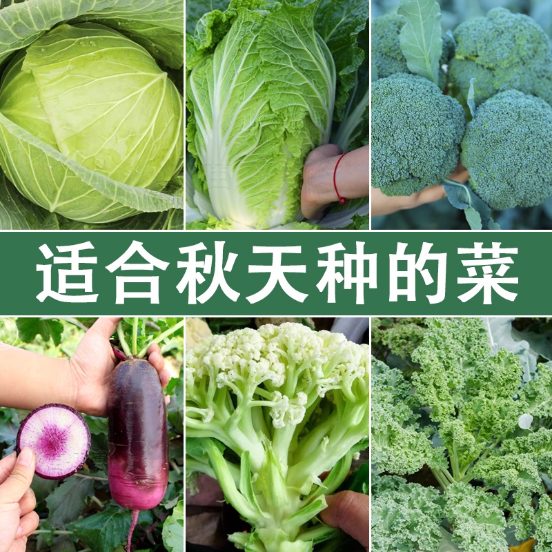 秋天的菜苗白菜苏州青甘蓝花菜西蓝花芹菜蔬菜苗南方北方盆栽地栽