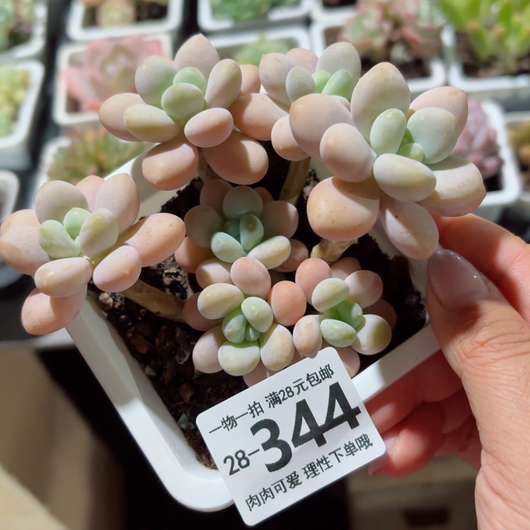 珍妮手指无盆土发货无盆