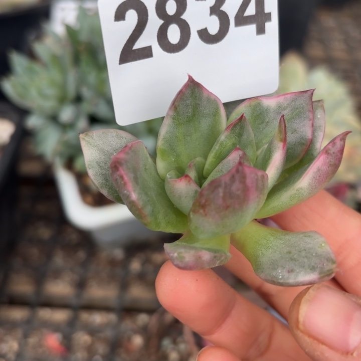 头盖锦无根多肉植物满18包邮当场凑单