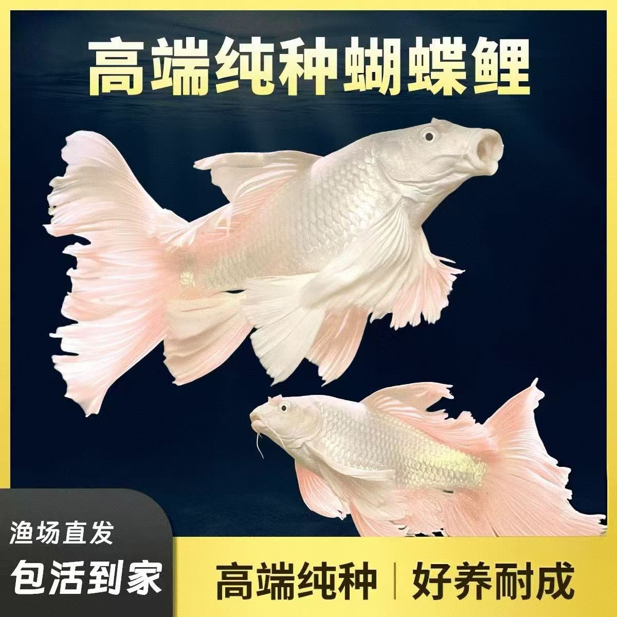 纯种台系蝴蝶鲤短球体石膏白大尾观赏鱼冷水好养混养养殖发货
