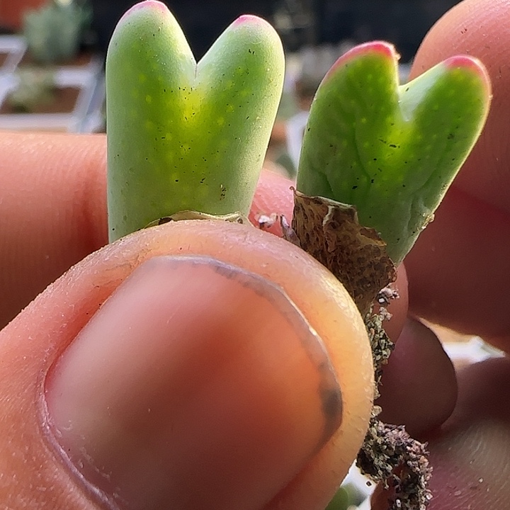 开播福利来啦。     