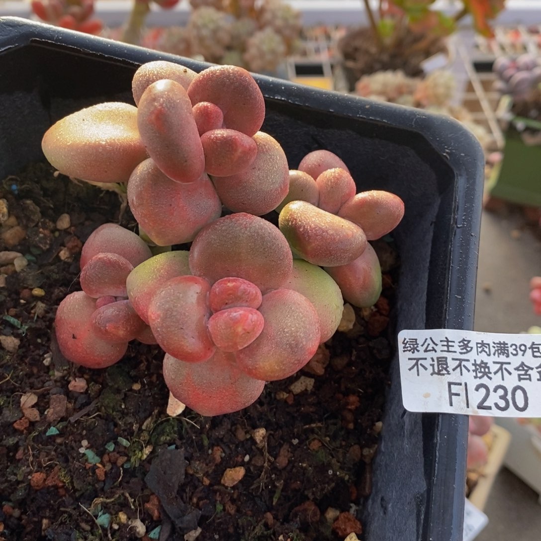 芒果奶酪金蟾Kk 奶230/7c m