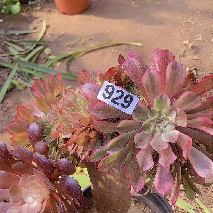 929水墨缀化老板子